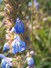 Salvia uliginosa