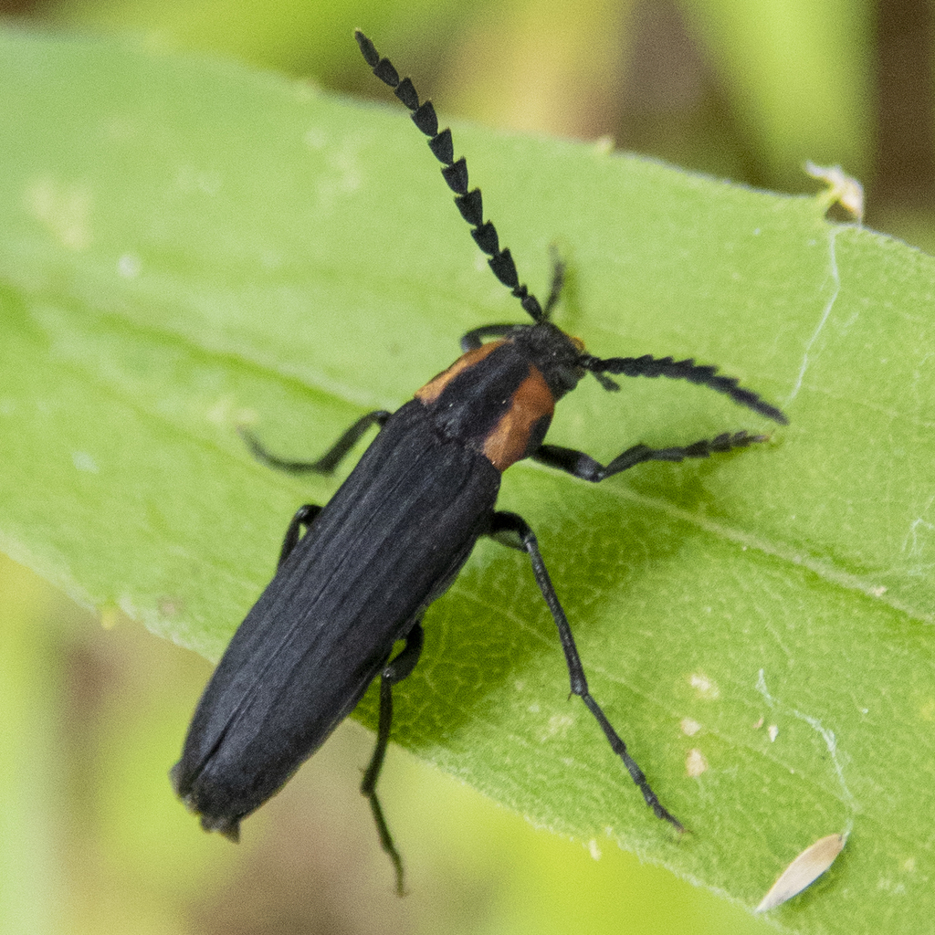 Amblyctis