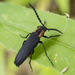 Amblyctis - Photo (c) Randy A Nonenmacher, some rights reserved (CC BY), uploaded by Randy A Nonenmacher