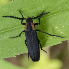 Amblyctis praeses