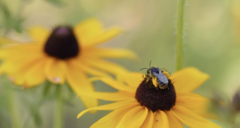 Melissodes subillatus