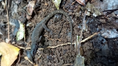 Lepidophyma tuxtlae