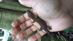 Lepidophyma pajapanensis