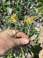 Senecio megacephalus
