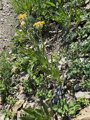 Senecio megacephalus