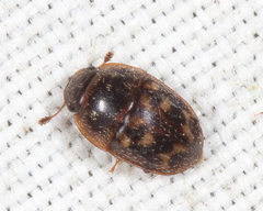 Cryptarcha strigatula