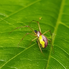 Leucognatha acoreensis