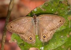 Cissia