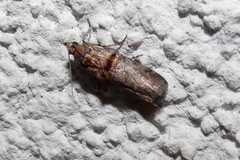 Trachonitis cristella