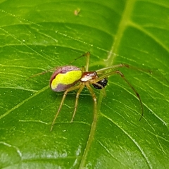 Leucognatha acoreensis