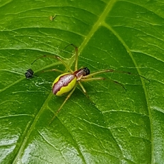 Leucognatha acoreensis