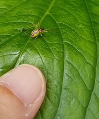 Leucognatha acoreensis
