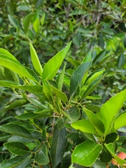 Alnus maritima oklahomensis