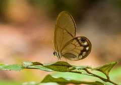 Cithaerias andromeda