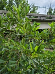 Alnus maritima oklahomensis