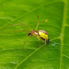 Leucognatha acoreensis