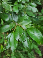 Alnus maritima oklahomensis