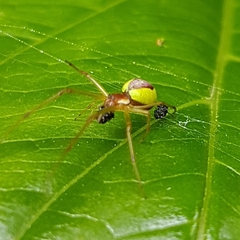 Leucognatha acoreensis