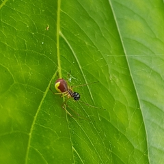 Leucognatha acoreensis
