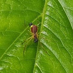 Leucognatha acoreensis