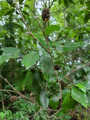 Alnus maritima oklahomensis