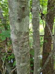 Alnus maritima oklahomensis