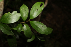 Cyclophyllum longipetalum