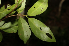 Cyclophyllum longipetalum