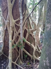 Ficus watkinsiana
