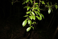 Cyclophyllum longipetalum