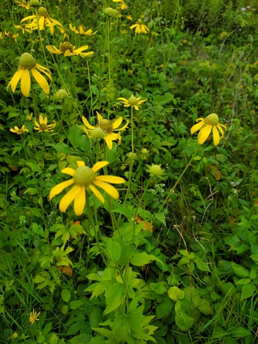 Rudbeckia laciniata