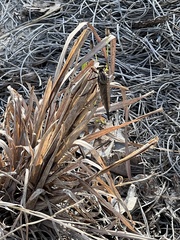 Proctacanthus longus