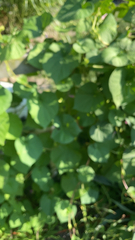 Popillia japonica