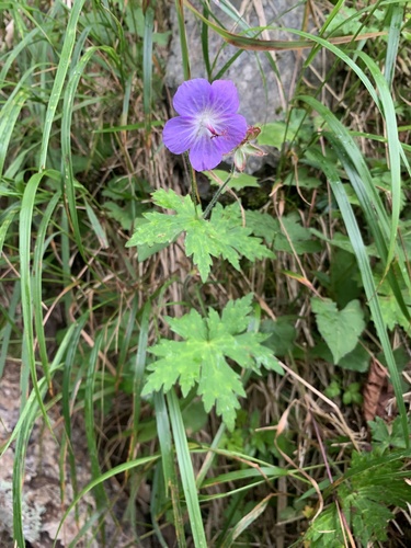 Geranium reinii