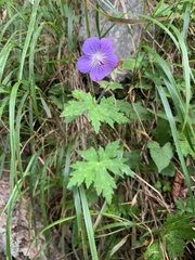 Geranium reinii