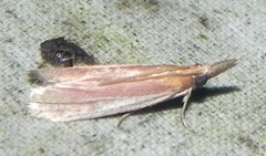 Peoria approximella