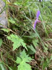 Geranium reinii, photograph 岸本年郎, CC BY, iNaturalist via GBIF