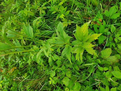 Rudbeckia laciniata
