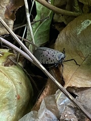 Lycorma delicatula