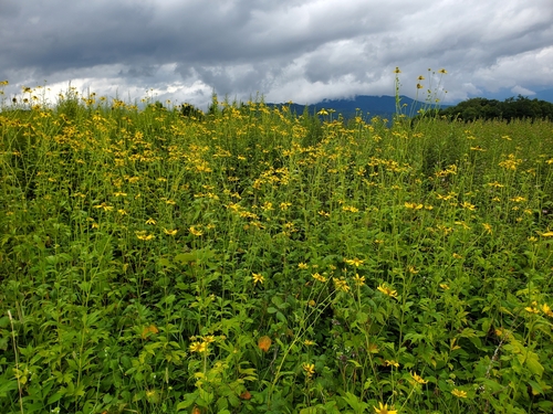 Rudbeckia laciniata