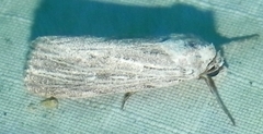 Catabena lineolata
