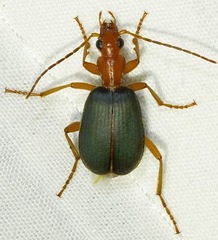 Brachinus texanus