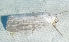Catabena lineolata