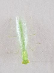 Tropidomantis tenera