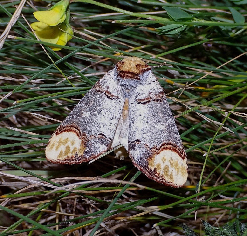 Phalerinae