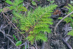 Selaginella convoluta