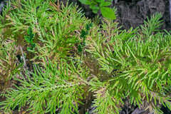 Selaginella convoluta