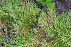 Selaginella convoluta