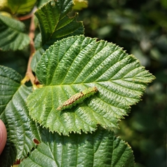 Drepana arcuata