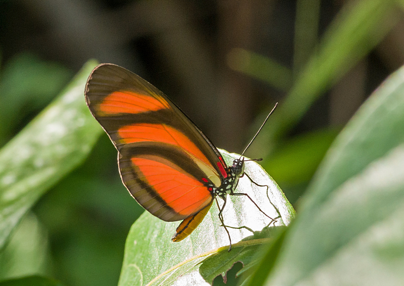 Eueides lybia